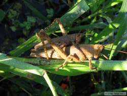 HUGE grasshoppers (the big one is about 5-6 inches long.