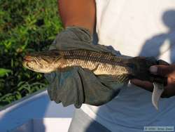 Traira (Snakehead fish)  (Hoplias malabaricus)