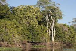 Typical vegetation for the Pantanal.