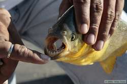 Piranha are an over-dramatised threat, but I don't think I'd really want to get attacked by one.