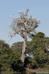 A tree full of Wood Storks (Mycteria americana)