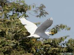 Great Egret   (Ardea alba)