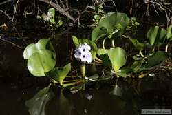 The flower of a cool aquatic plant.