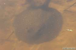 Arraia (Freshwater Stingray)  (Potamotrygon motoro)