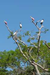 Roseate Spoonbills (Ajaia ajaja) and Wood Storks (Mycteria americana) in a tree.