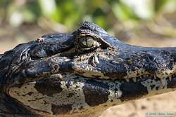 Pantanal Caiman  (Caiman yacare)