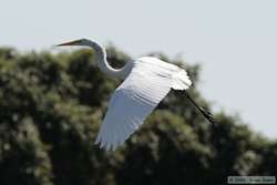 Great Egret (Ardea alba) in flight.