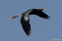 Male Anhinga   (Anhinga anhinga) in flight.