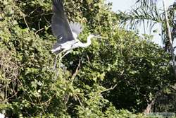 Cocoi Heron   (Ardea cocoi) taking off.