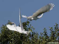 Great Egret (Ardea alba) in flight.