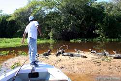 Indio trying to lasso a Pantanal Caiman  (Caiman yacare)