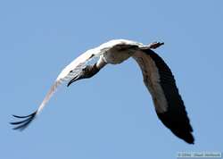 Wood Stork   (Mycteria americana)