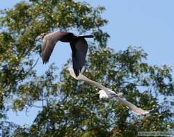 A Neotropic Cormorant   (Phalacrocorax brasilianus) and a Snowy Egret   (Egretta thula) in flight.