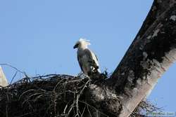 A juvenile Harpy Eagle (Harpia harpyja)