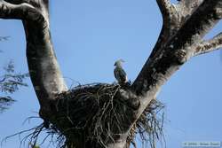 A juvenile Harpy Eagle (Harpia harpyja)