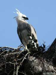 A juvenile Harpy Eagle (Harpia harpyja)