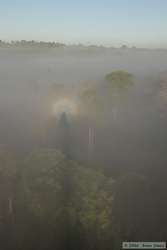 View through the mist from the 50 meter tower.