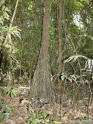 What I called the 'grass skirt tree'