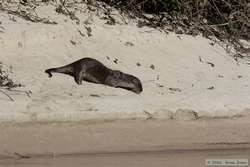 A Southern River Otter (Lutra longicaudis) rolling around in the sand to get the oil off its fur.