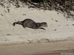 A Southern River Otter (Lutra longicaudis) rolling around in the sand to get the oil off its fur.