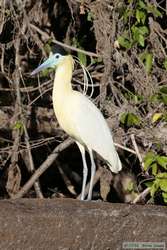 Capped Heron   (Pilherodius pileatus)