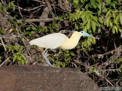 Capped Heron   (Pilherodius pileatus)