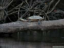 South American River Turtle (Podocnemis spp.)