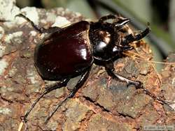 Huge rhinocerous beetle.