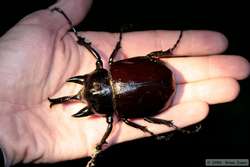 Here's the rhinocerous beetle in my hand for scale (I have very large hands by the way.