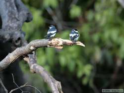 White-winged Swallow  (Tachycineta albiventer)