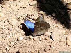 A type of morpho butterfly.