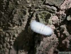 An all white caterpillar.