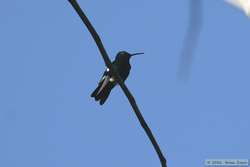 Black-throated Mango   (Anthracothorax nigricollis)