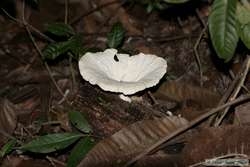 Interesting white fungus.