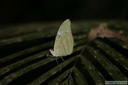 Green butterfly.