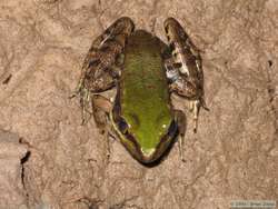 Amazon River Frog (Rana palmipes)