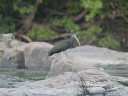 Green Ibis   (Mesembrinibis cayennensis)