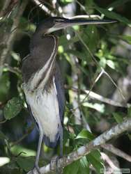 A rare Agami Heron   (Agamia agami)