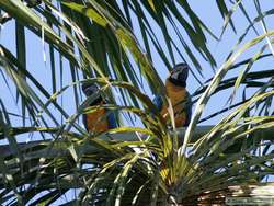Blue-and-yellow Macaw   (Ara ararauna)