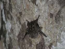White-lined Sac-winged Bats (Saccopteryx spp.) on a tree.