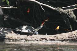 The butterflies loved this South American River Turtle (Podocnemis spp.)