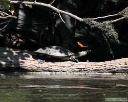The butterflies loved this South American River Turtle (Podocnemis spp.)