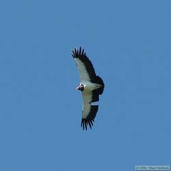 King Vulture   (Sarcoramphus papa)