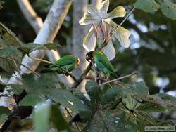 Orange-cheeked Parrot   (Pionopsitta barrabandi)