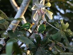 Orange-cheeked Parrot   (Pionopsitta barrabandi)