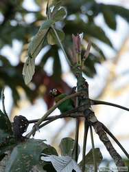 Orange-cheeked Parrot   (Pionopsitta barrabandi)