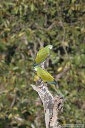 Chestnut-fronted Macaw   (Ara severa)