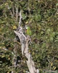 Chestnut-fronted Macaw   (Ara severa)
