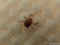 A tick of the type that kept biting Shan but that avoided me.