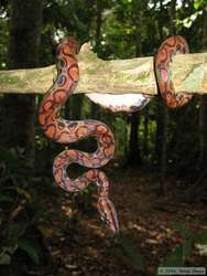 a gorgeous Brazilian Rainbow Boa  (Epicrates cenchria cenchria)